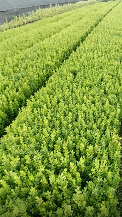 Boxwood Buxus sinica - Detail 6