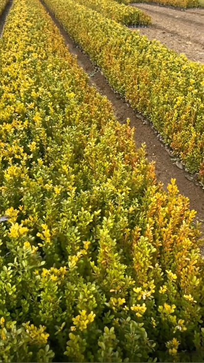 Boxwood Buxus sinica - Detail 7