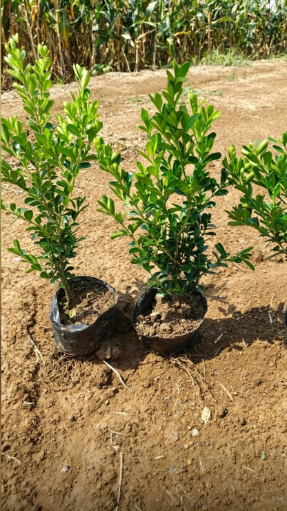 Boxwood Buxus sinica - Detail 8