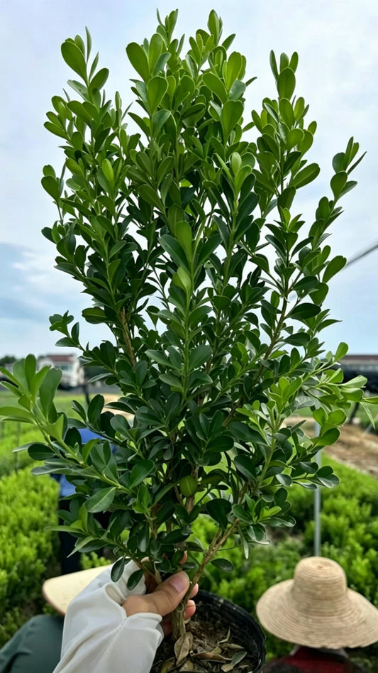 Boxwood Buxus sinica - Main