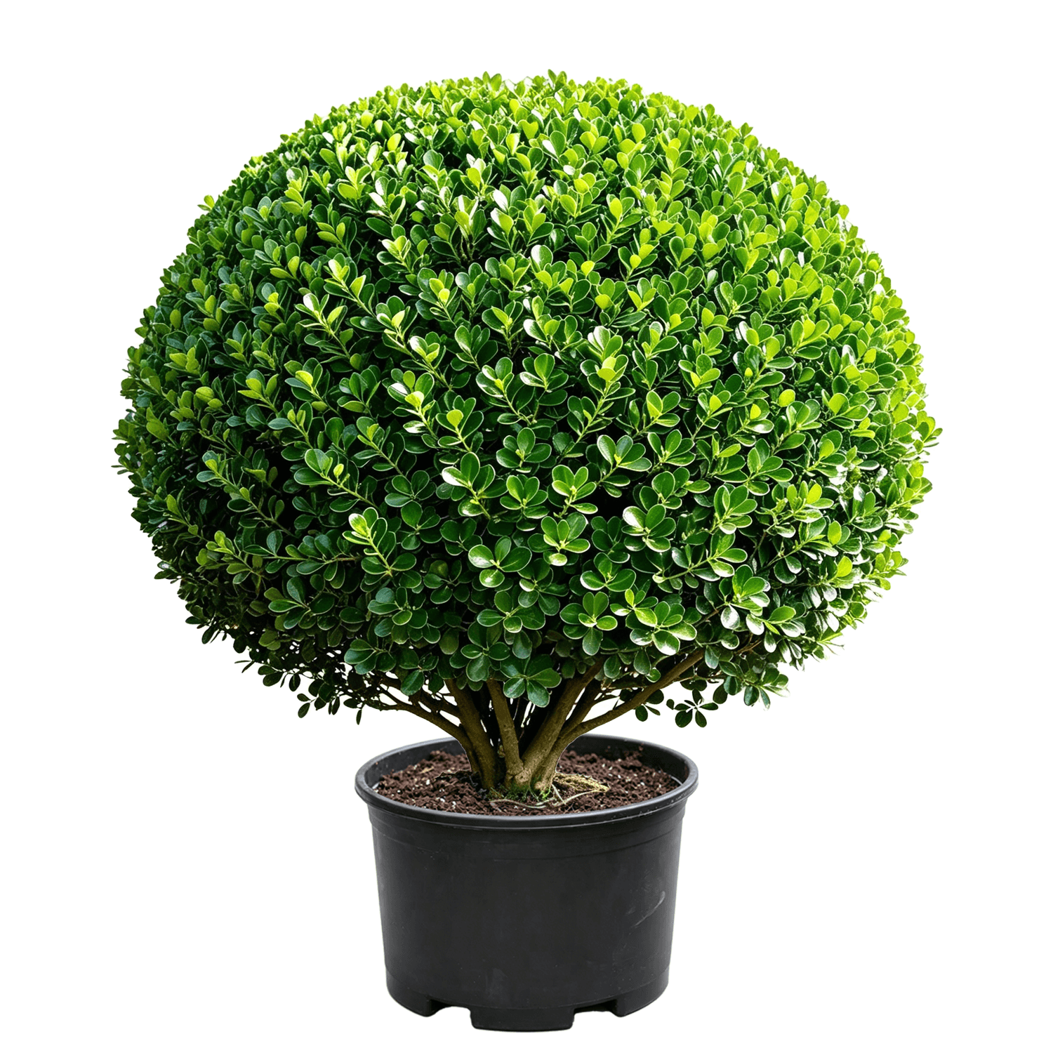 Самшит китайский (Buxus sinica) - Шаровидная вечнозеленая медленнорастущая топиарная сфера