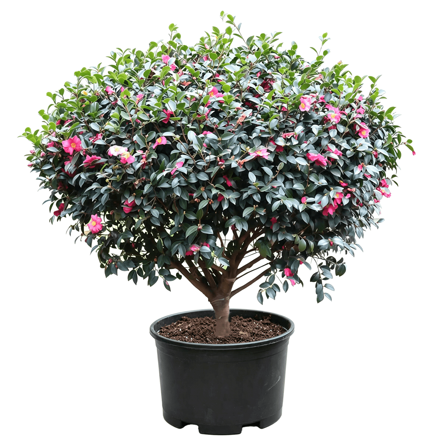 Camellia sasanqua - Плотно расположенные глянцевые темно-зеленые кожистые листья с розовыми цветочными акцентами; полная округлая форма; высокая декоративная ценность — зимне-весенне цветущий округлый кустарник
