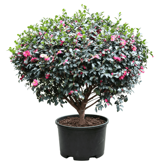 Camellia sasanqua - Closely arranged glossy deep green leathery leaves with pink flower accents; full rounded form; high ornamental value — winter-spring flowering round shrub