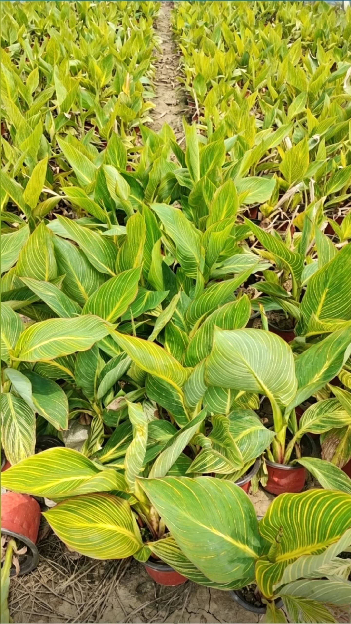 Канна индийская (Canna indica) - Широкие яркие листья с желтыми полосами на зеленом фоне, аккуратно расположенные, декоративные.