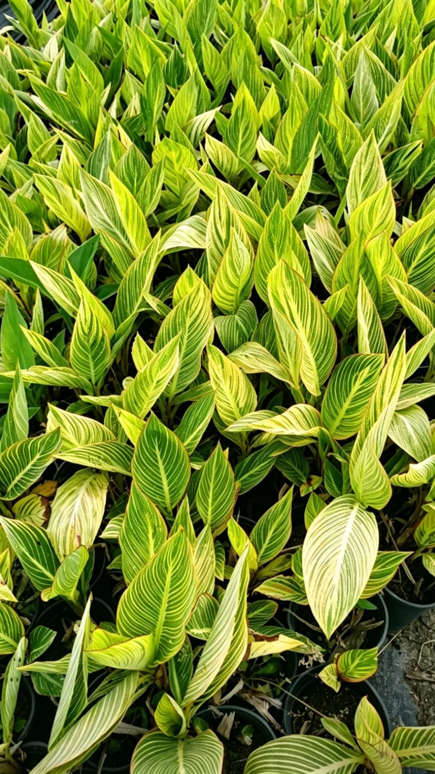 Канна индийская (Canna indica) - Широкие яркие листья с желтыми и зелеными полосами, высокодекоративные.