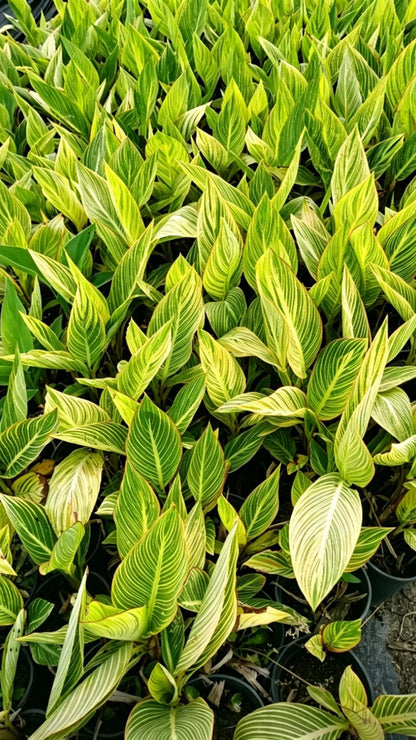 Канна индийская (Canna indica) - Широкие яркие листья с желтыми и зелеными полосами, высокодекоративные.