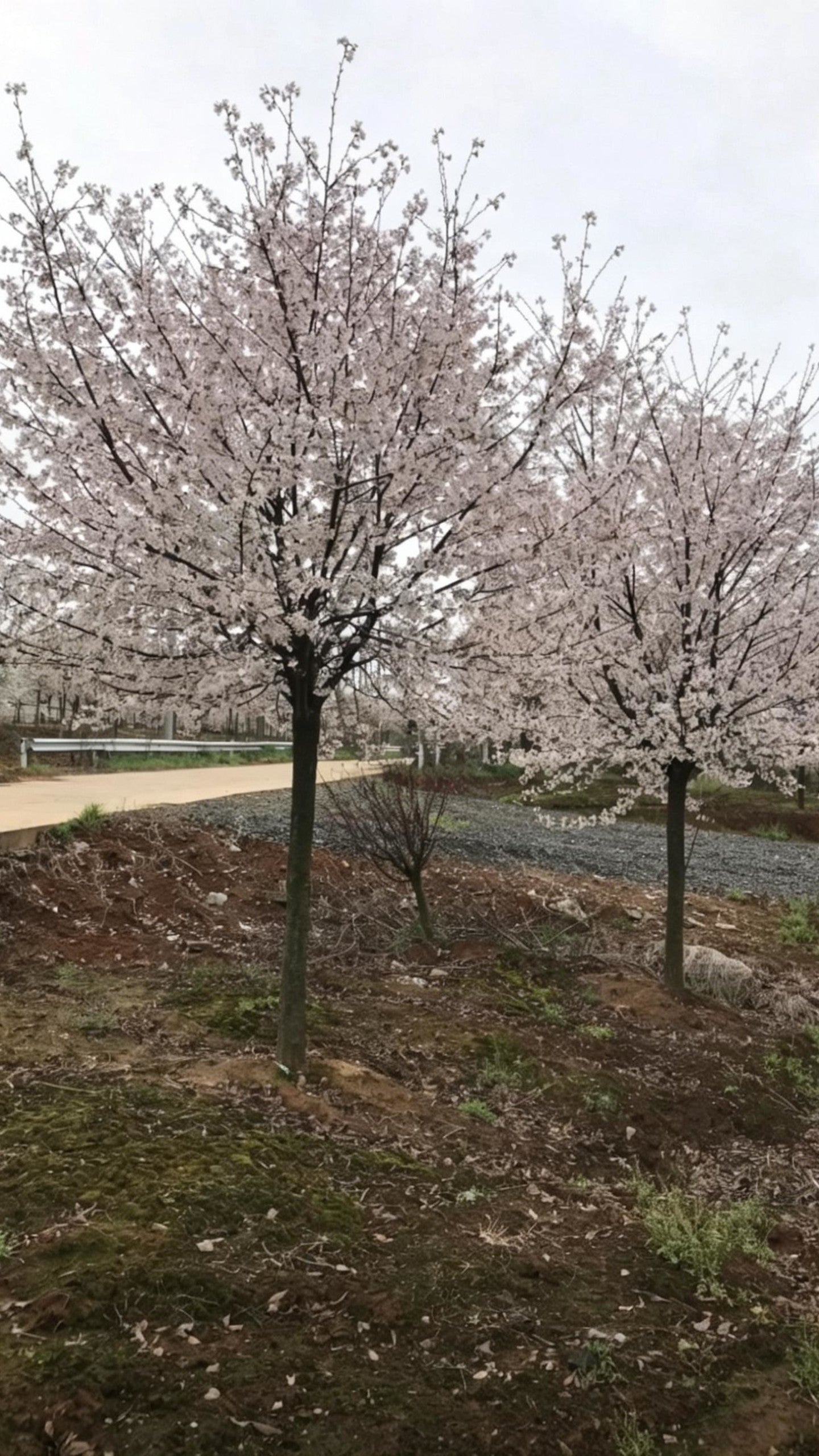 Cherry Blossom Prunus × yedoensis - Detail 1