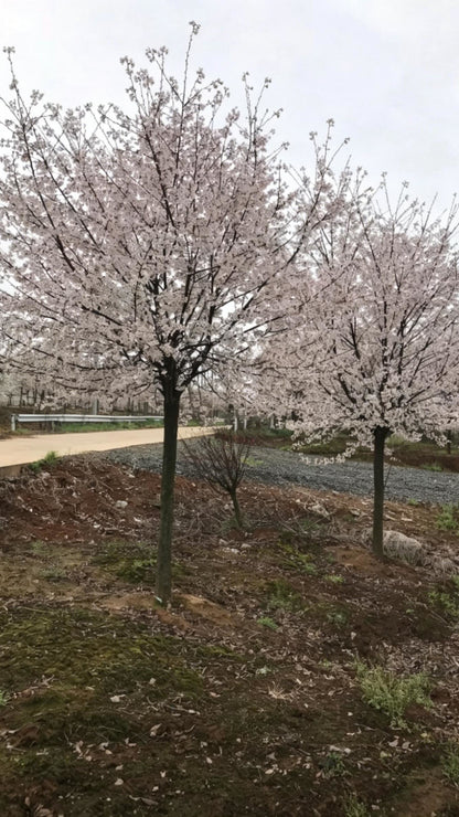 Cherry Blossom Prunus × yedoensis - Detail 1