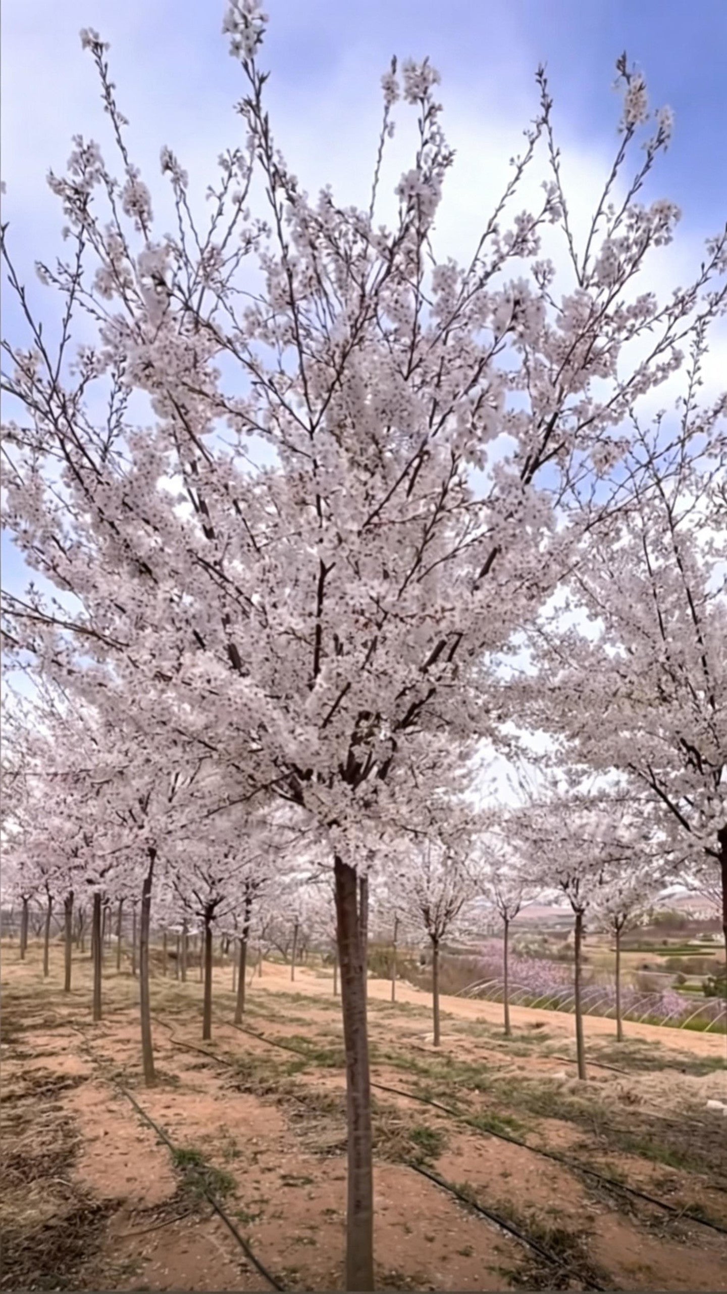 Cherry Blossom Prunus × yedoensis - Detail 2