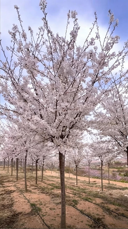 Cherry Blossom Prunus × yedoensis - Detail 2