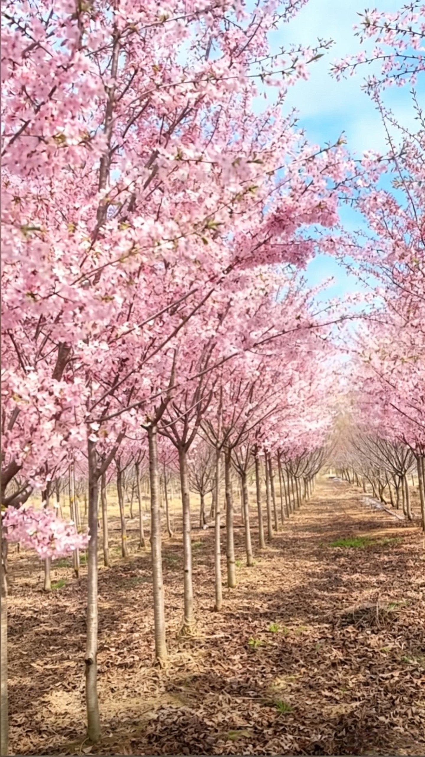 Cherry Blossom Prunus × yedoensis - Detail 3