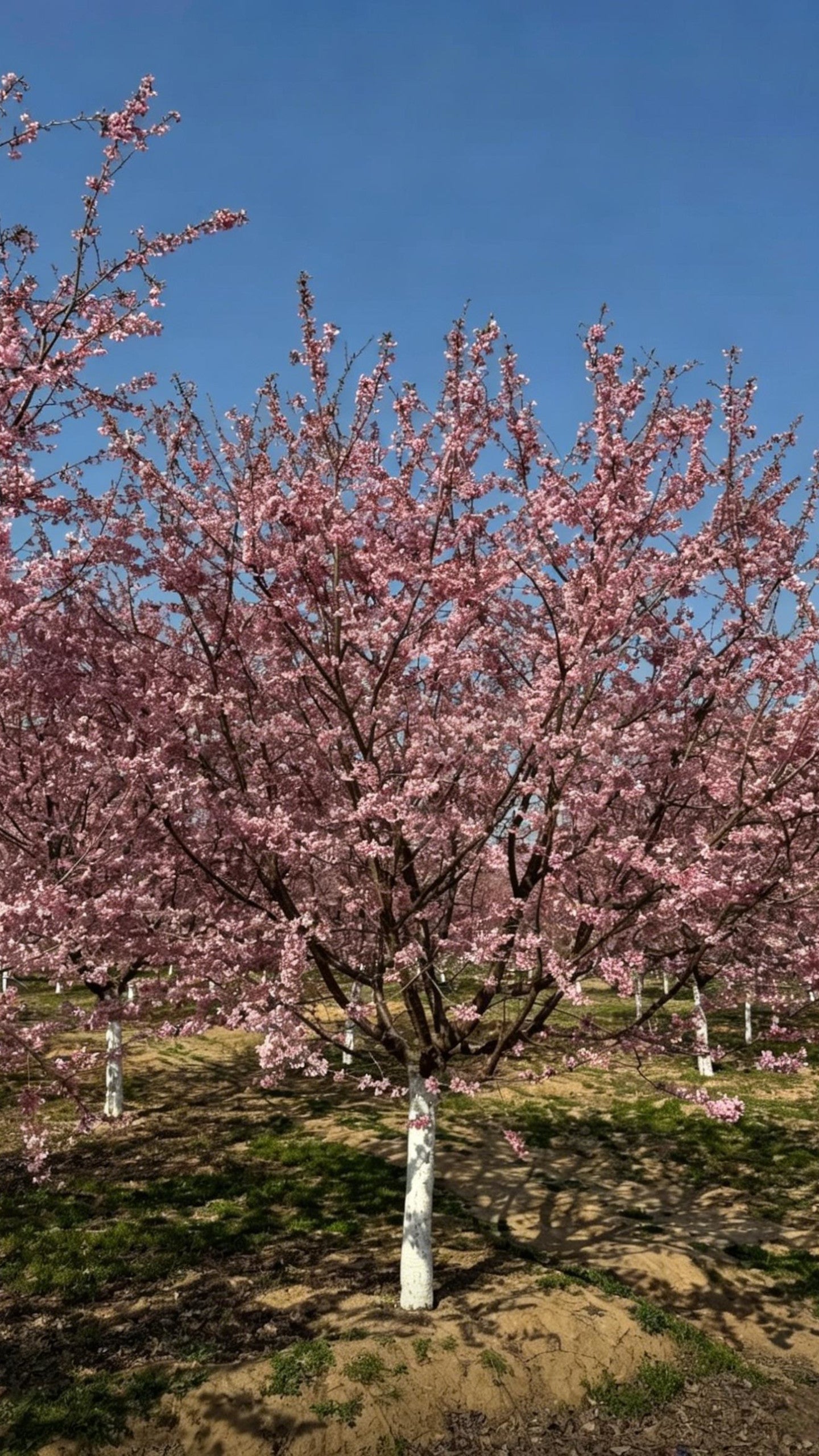 Cherry Blossom Prunus × yedoensis - Detail 4