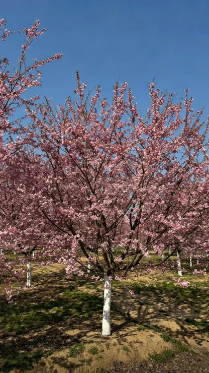 Cherry Blossom Prunus × yedoensis - Detail 4