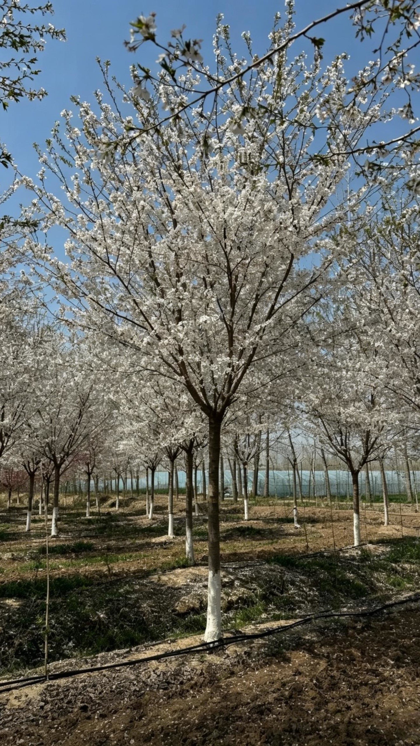 Cherry Blossom Prunus × yedoensis - Detail 5