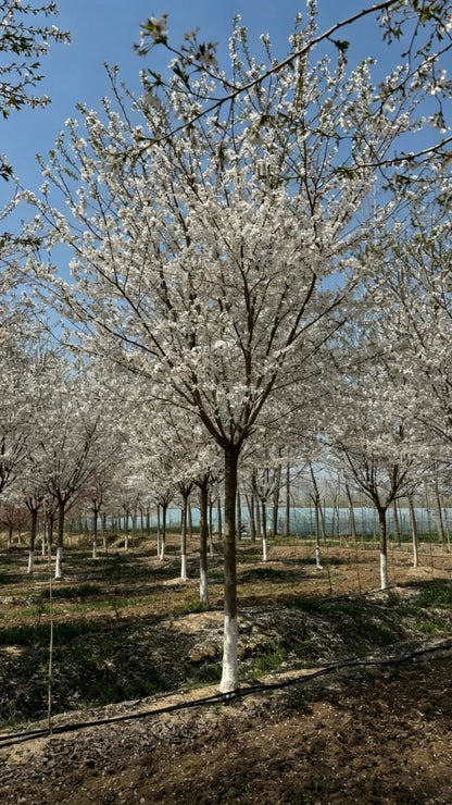 Cherry Blossom Prunus × yedoensis - Detail 5
