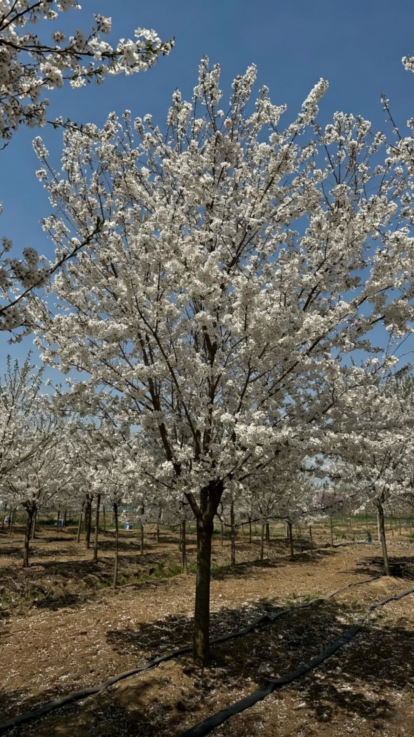Cherry Blossom Prunus × yedoensis - Detail 6