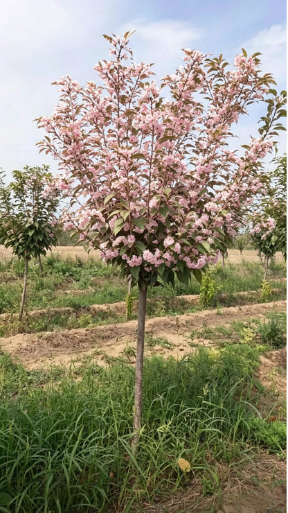Cherry Blossom Prunus × yedoensis - Detail 9