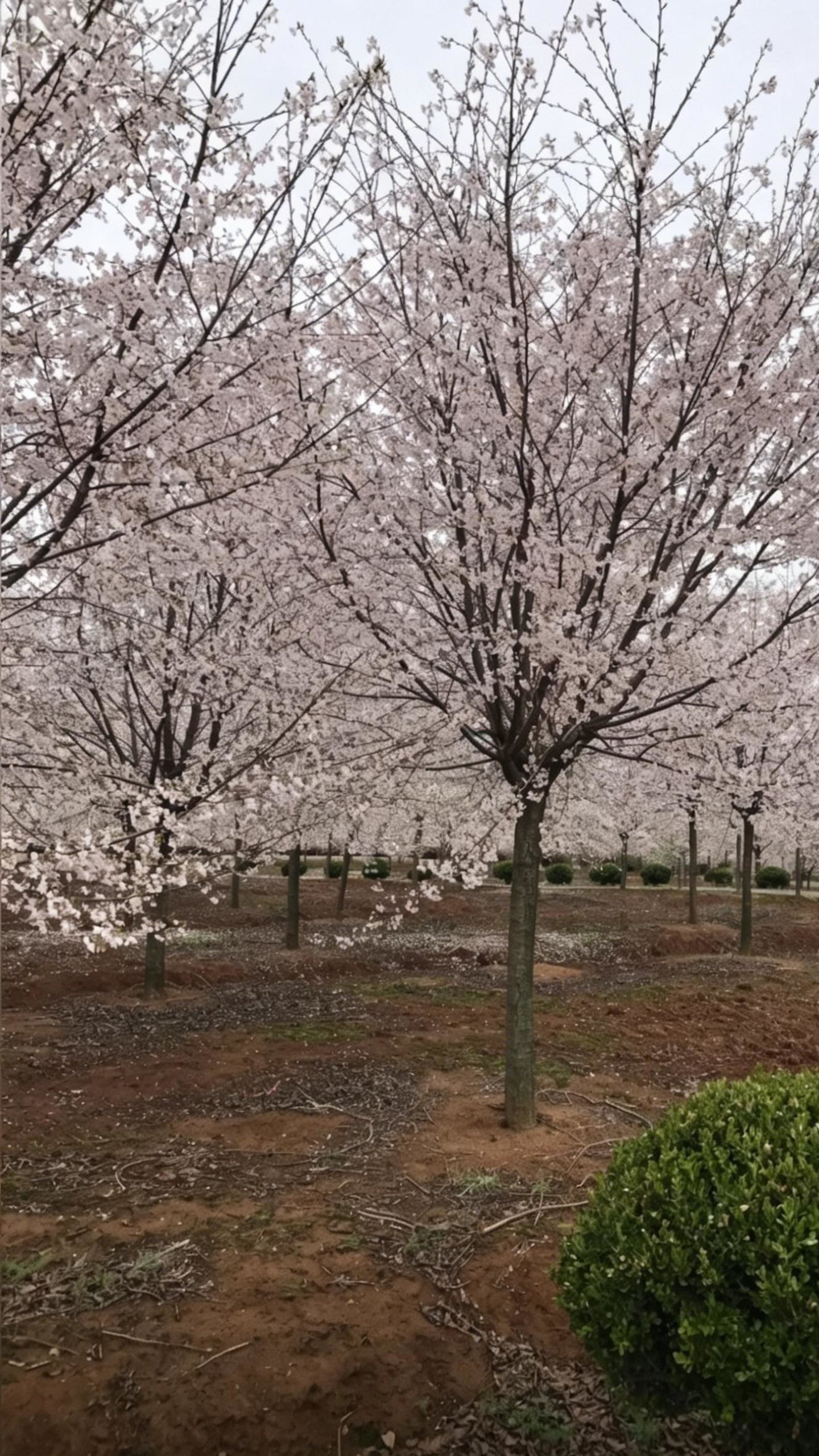 Cherry Blossom Prunus × yedoensis - Main