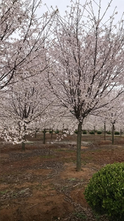 Cherry Blossom Prunus × yedoensis - Main