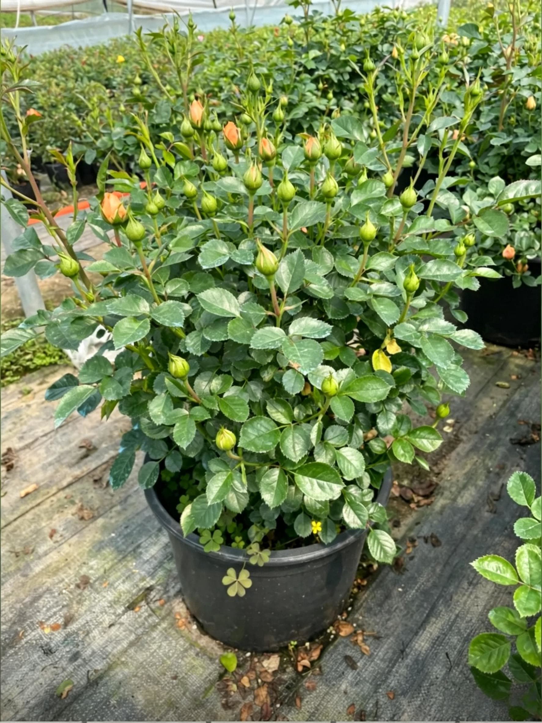 Китайская роза (Rosa chinensis) - Крупный план саженца в контейнере, большой зеленый горшок с розой, полной зеленых бутонов, готовой к цветению.