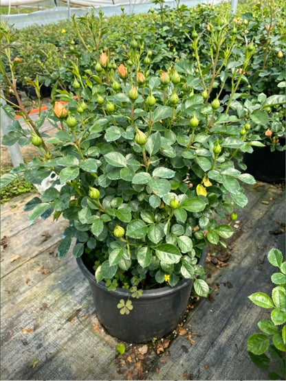 Китайская роза (Rosa chinensis) - Крупный план саженца в контейнере, большой зеленый горшок с розой, полной зеленых бутонов, готовой к цветению.