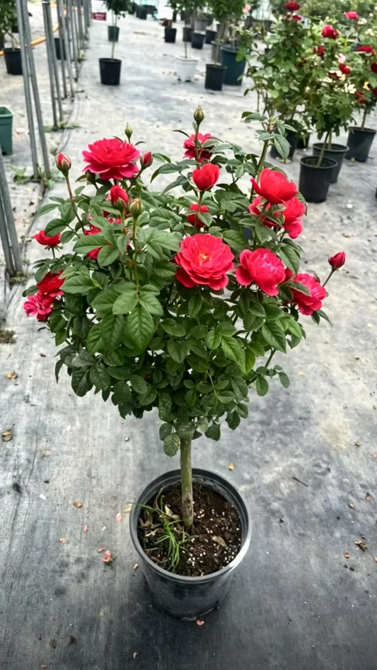 Chinese Rose Rosa chinensis - Main