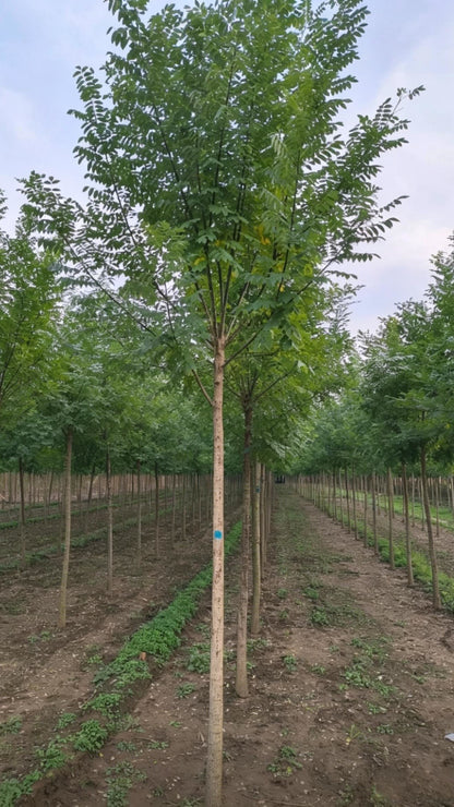 Chinese Scholar Tree Styphnolobium japonicum - Detail 2