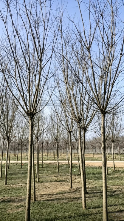 Chinese Scholar Tree Styphnolobium japonicum - Detail 6