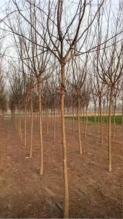Chinese Scholar Tree Styphnolobium japonicum - Detail 7