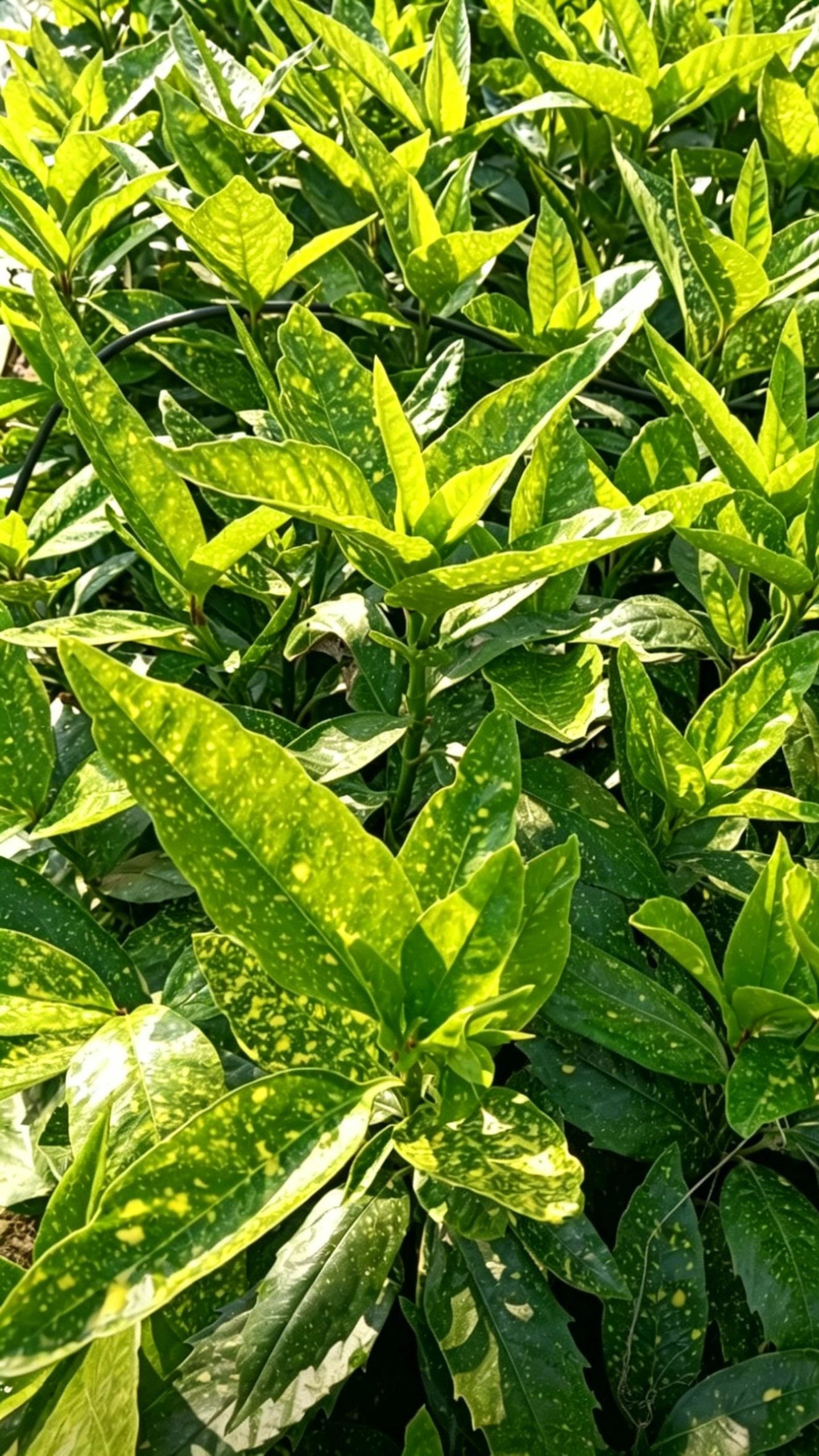桃叶珊瑚 - Detail 3