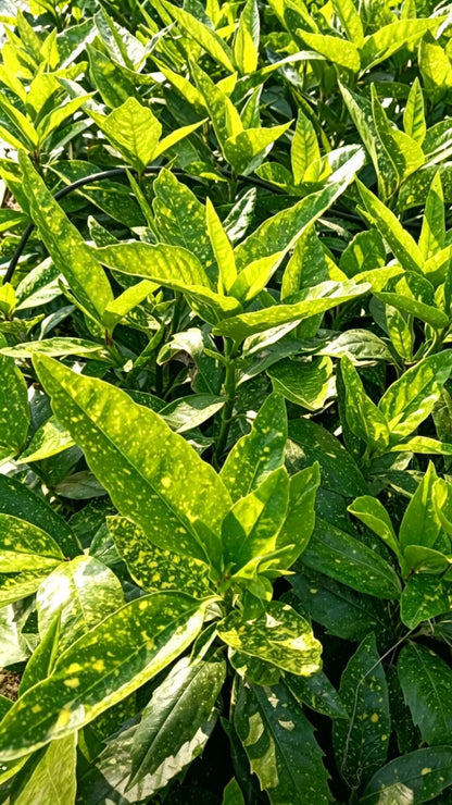 桃叶珊瑚 - Detail 3