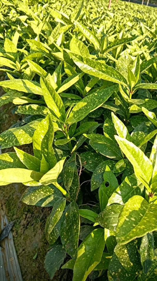 桃叶珊瑚
