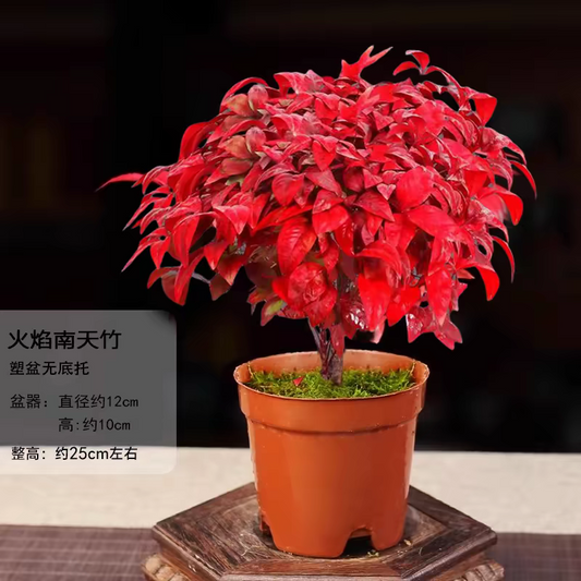 Fire Power Nandina Nandina domestica 'Fire Power' - Main