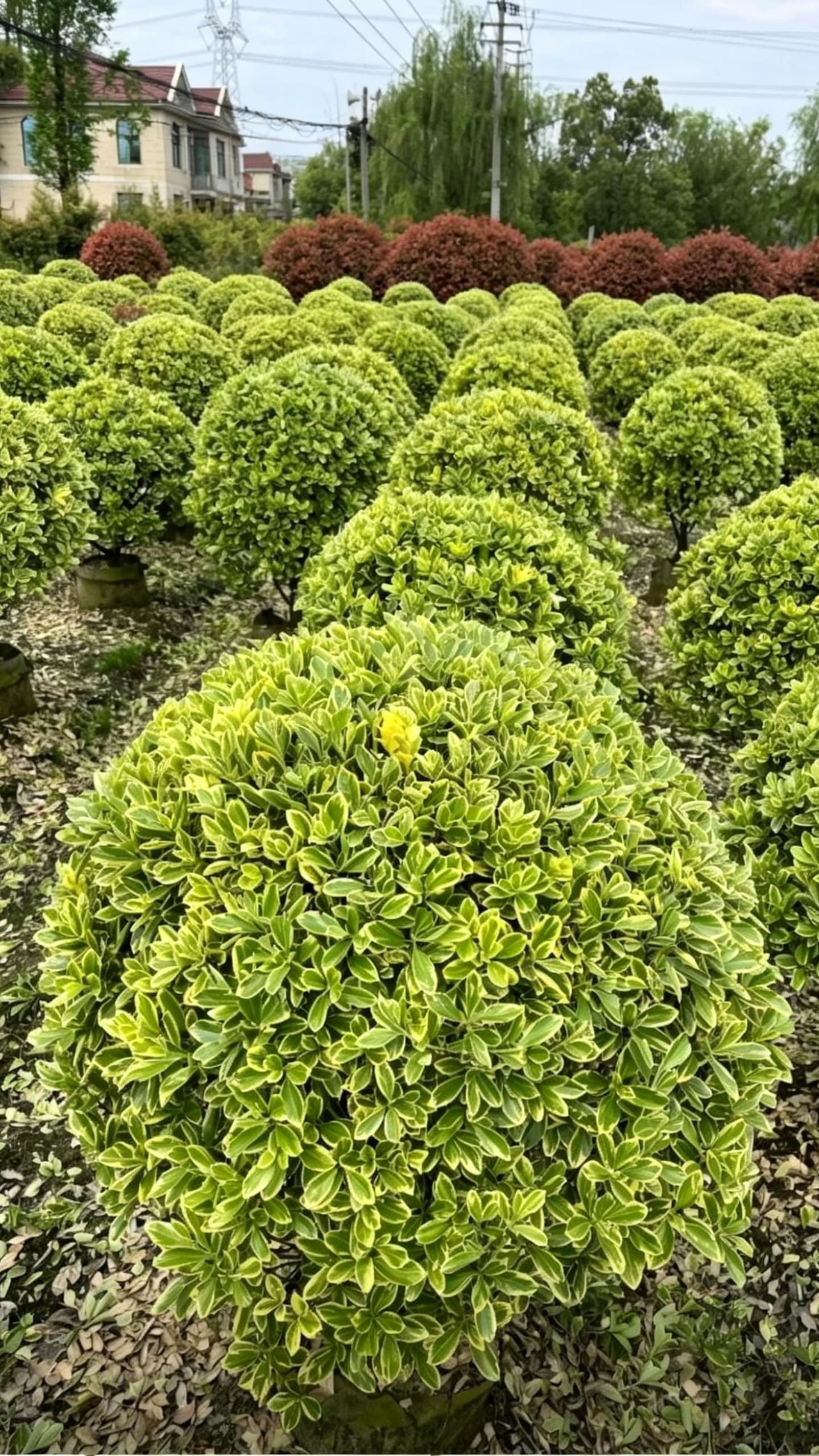 Золотистый бересклет шаровидный (Euonymus japonicus 'Aureomarginatus') - Листья с золотистыми краями и зелеными центрами, полная шаровидная форма.
