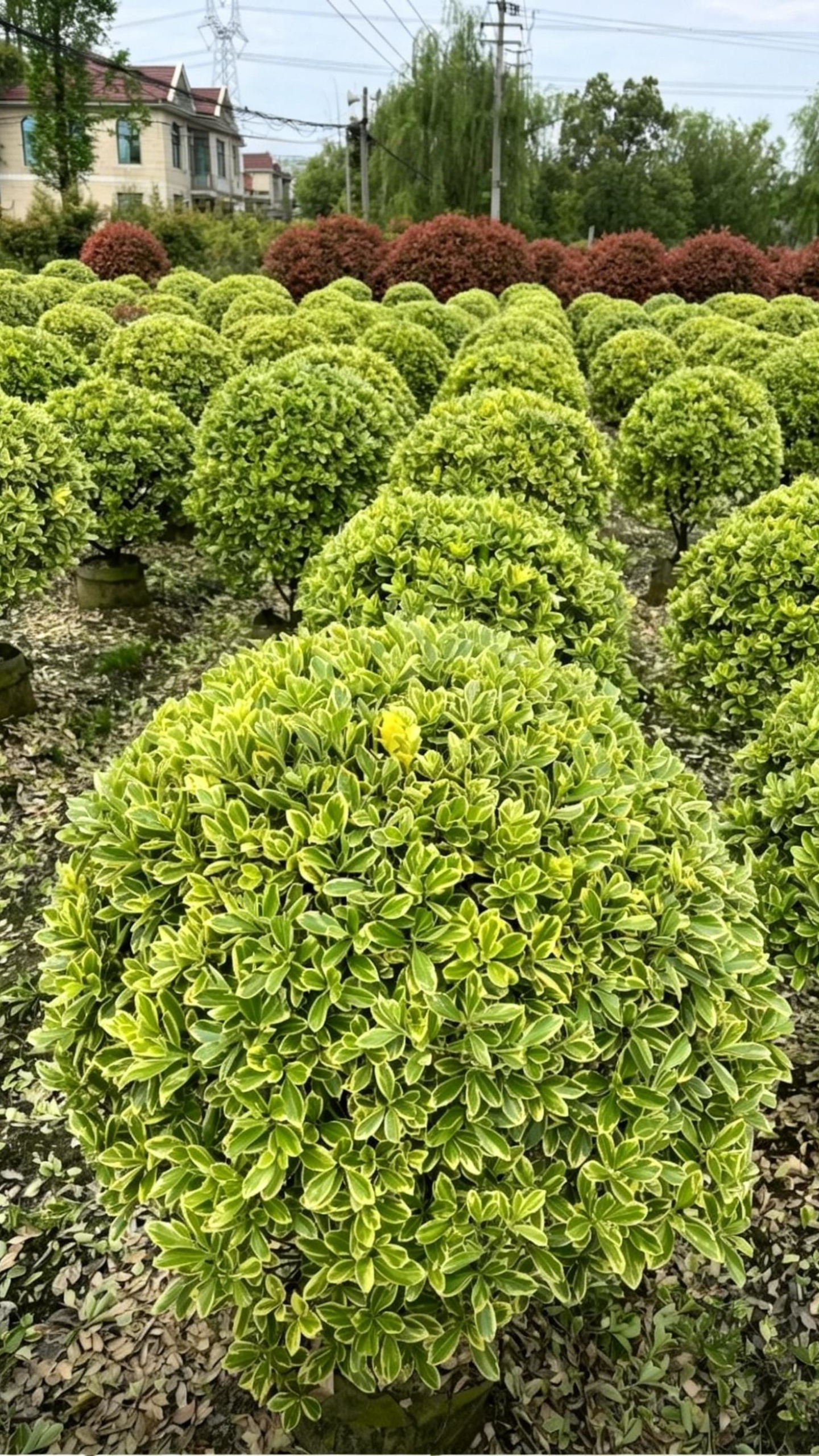 Golden Boxwood Ball Euonymus japonicus 'Aureomarginatus' - Detail 1