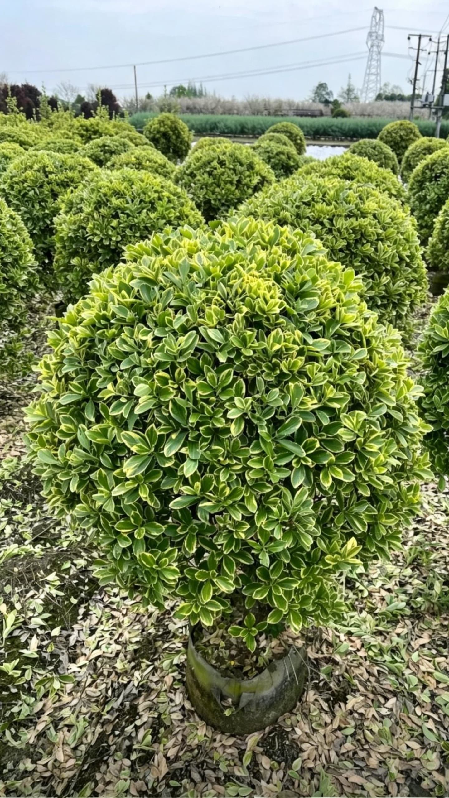 Золотистый бересклет шаровидный (Euonymus japonicus 'Aureomarginatus') - Листья с золотистыми краями, полная сфера, аккуратно подстриженная.