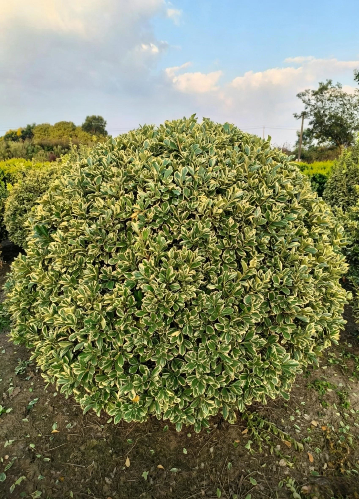 Golden Boxwood Ball Euonymus japonicus 'Aureomarginatus' - Detail 4