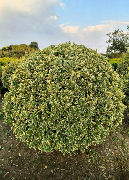 Golden Boxwood Ball Euonymus japonicus 'Aureomarginatus' - Detail 4