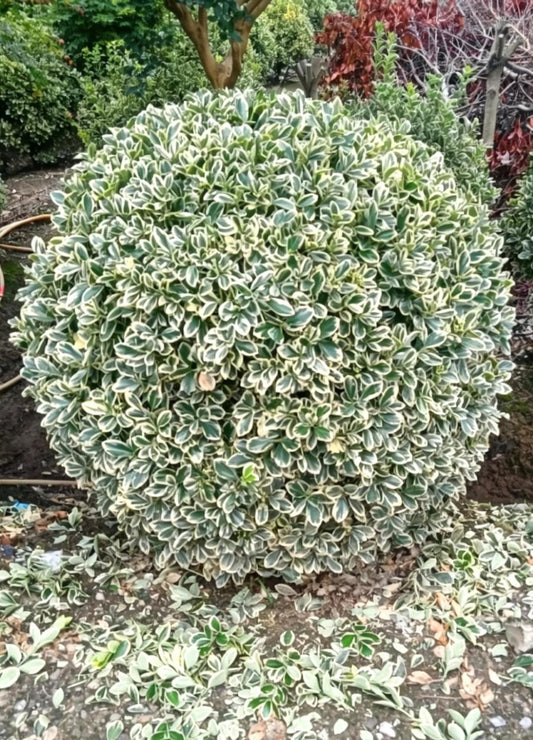 Golden Boxwood Ball Euonymus japonicus 'Aureomarginatus' - Main