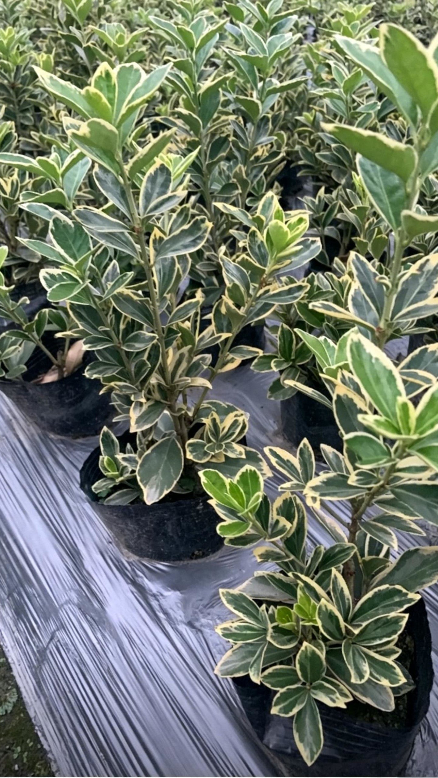 Golden Boxwood Euonymus japonicus 'Aureomarginatus' - Detail 1