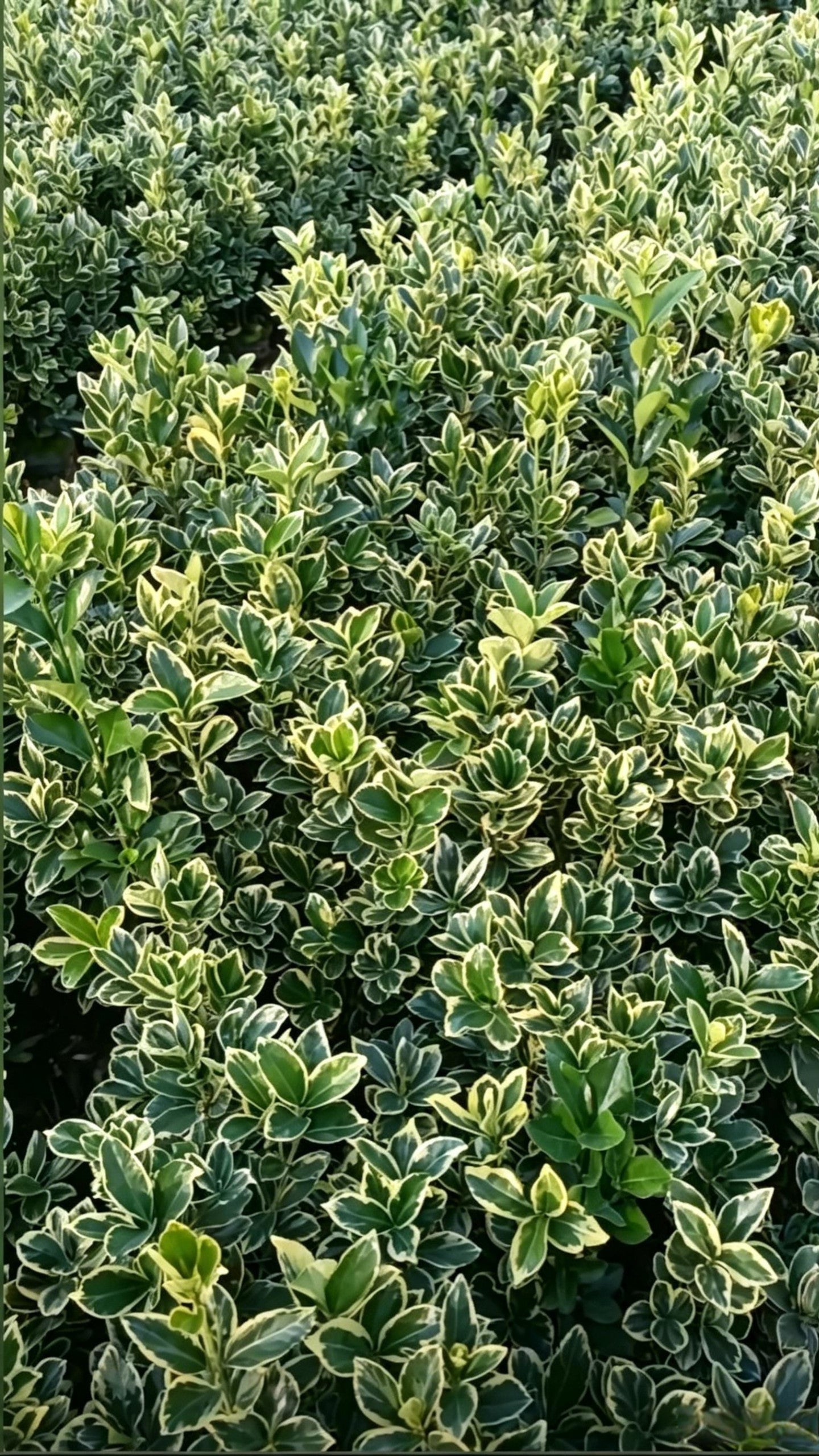 Golden Boxwood Euonymus japonicus 'Aureomarginatus' - Detail 2