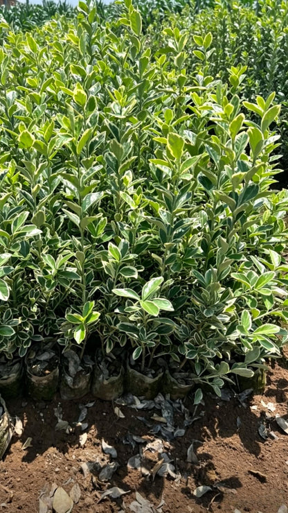 Golden Boxwood Euonymus japonicus 'Aureomarginatus' - Detail 3