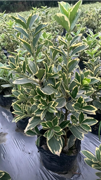 Golden Boxwood Euonymus japonicus 'Aureomarginatus' - Main