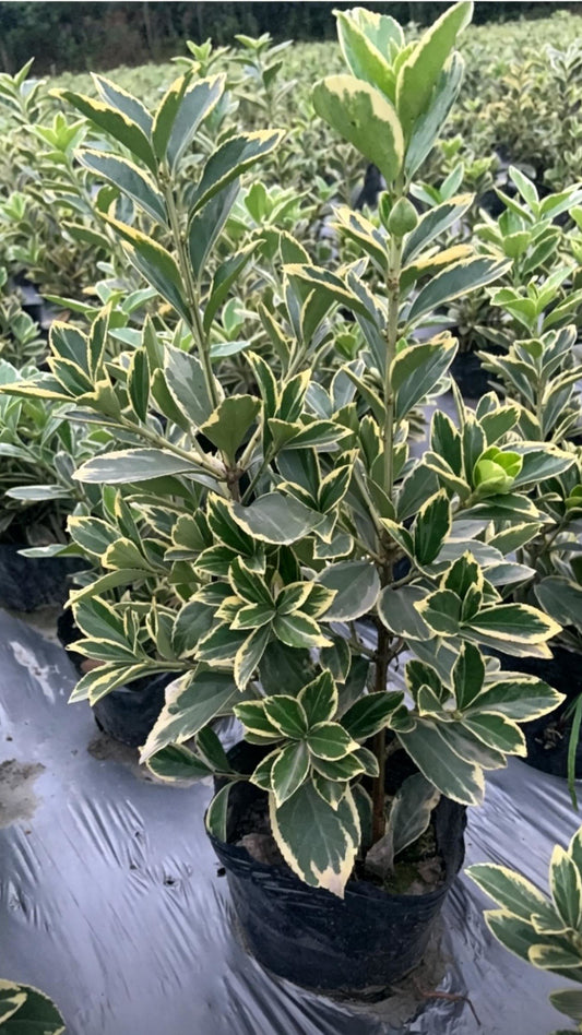 Golden Boxwood Euonymus japonicus 'Aureomarginatus' - Main