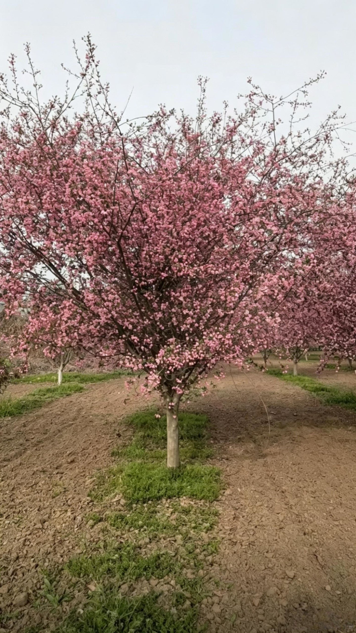 Hall Crabapple Malus halliana - Detail 1