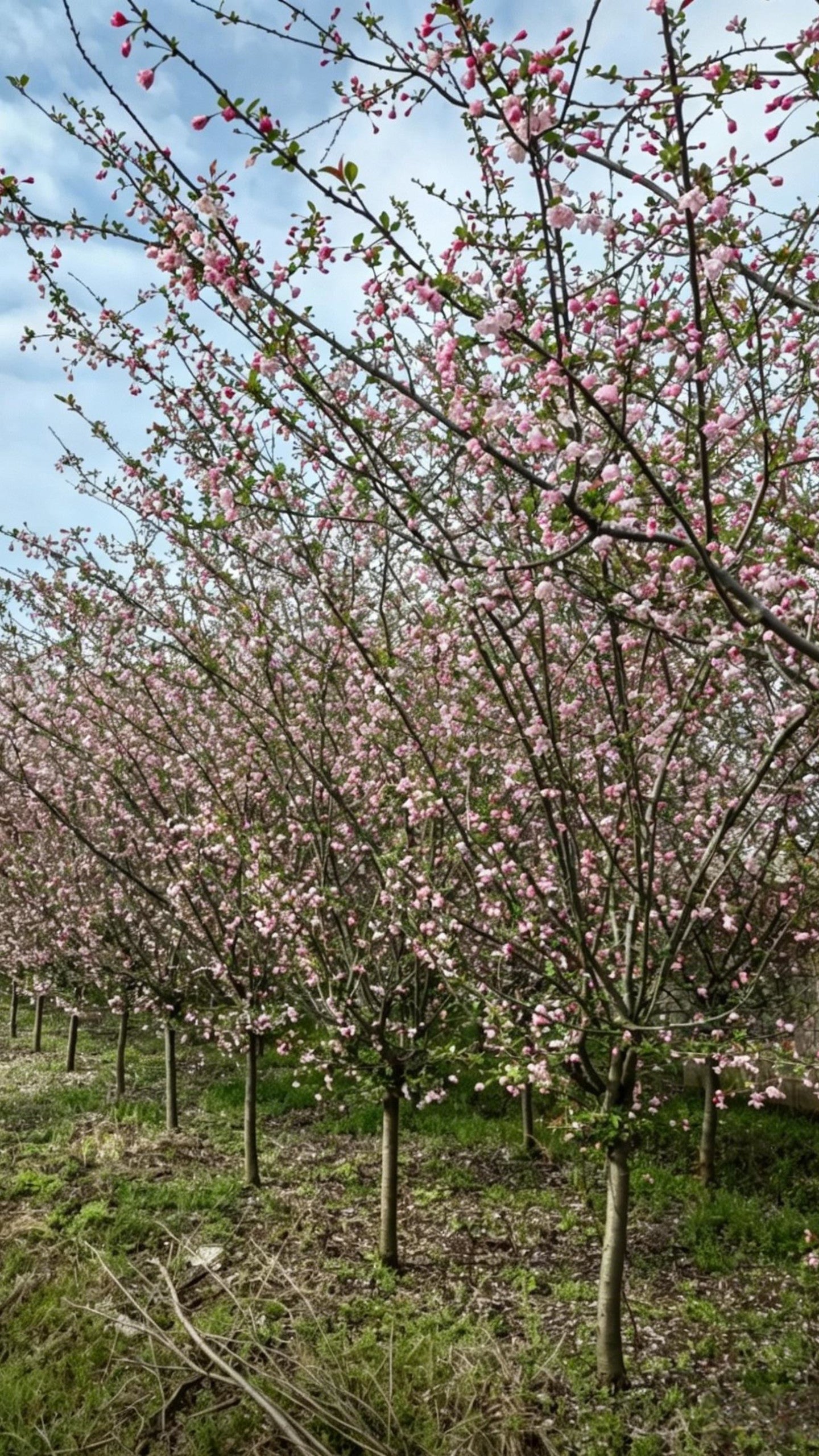 Hall Crabapple Malus halliana - Detail 2