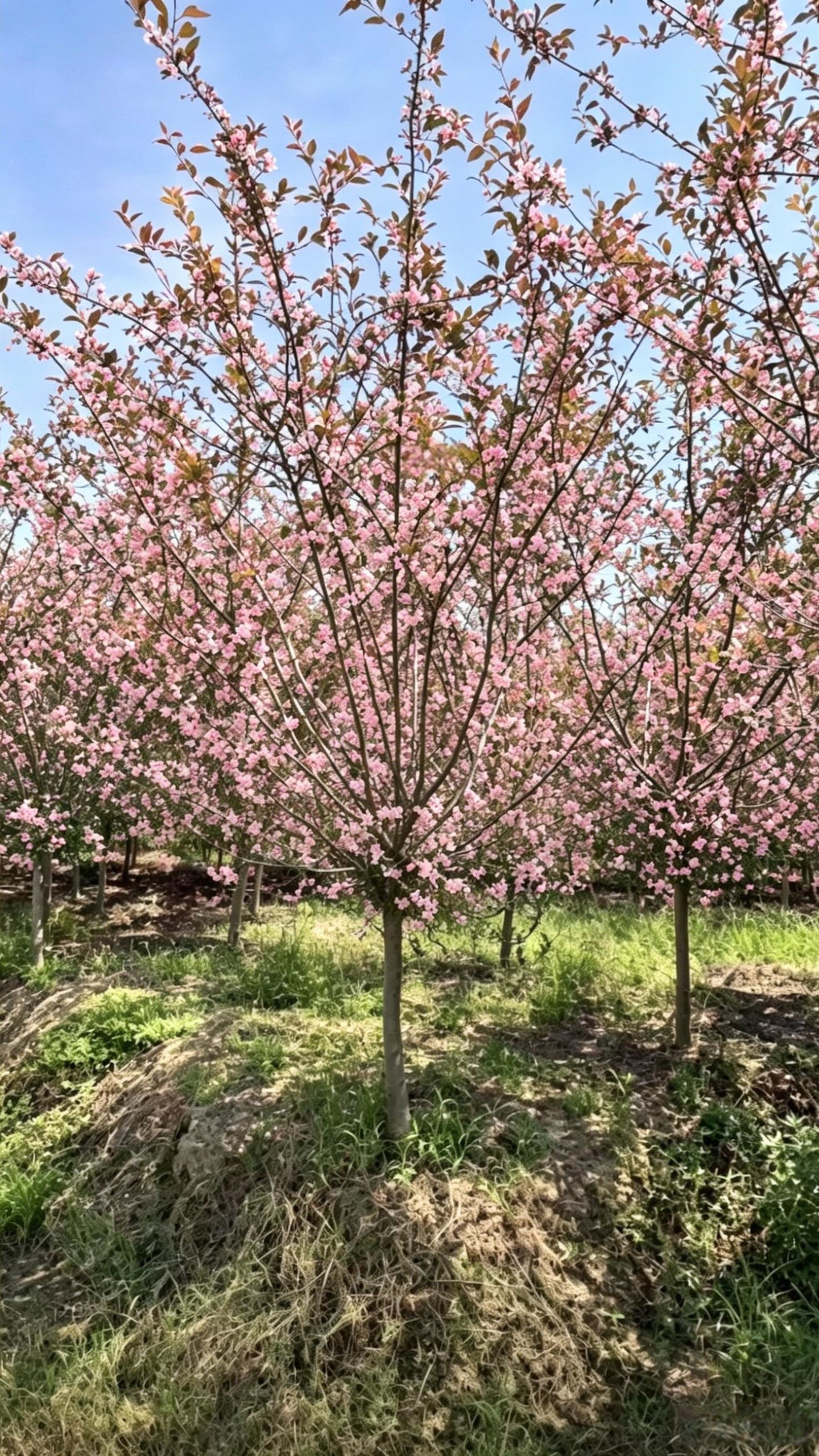 Hall Crabapple Malus halliana - Detail 3