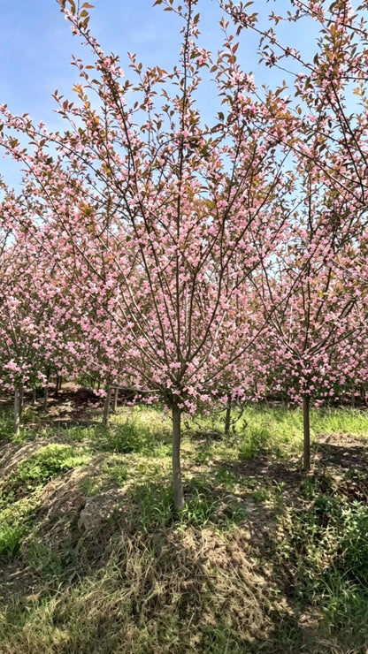 Hall Crabapple Malus halliana - Detail 3