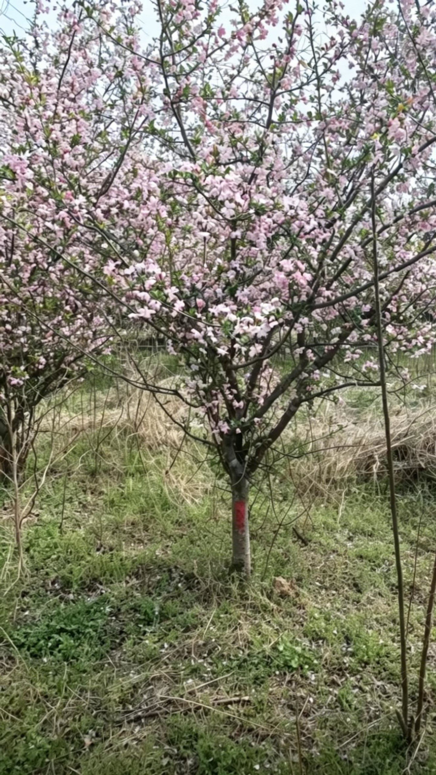 Hall Crabapple Malus halliana - Detail 4