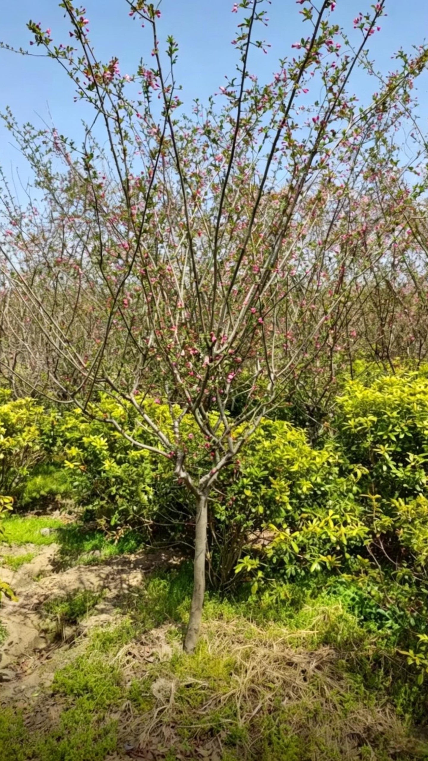 Hall Crabapple Malus halliana - Detail 5